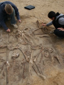 Söldnerskelette Der Graubraune "Körperschatten" um die Skelette der toten Söldner zeichnet sich im gelben Sand gut ab (Foto: A. Grothe, BLDAM)